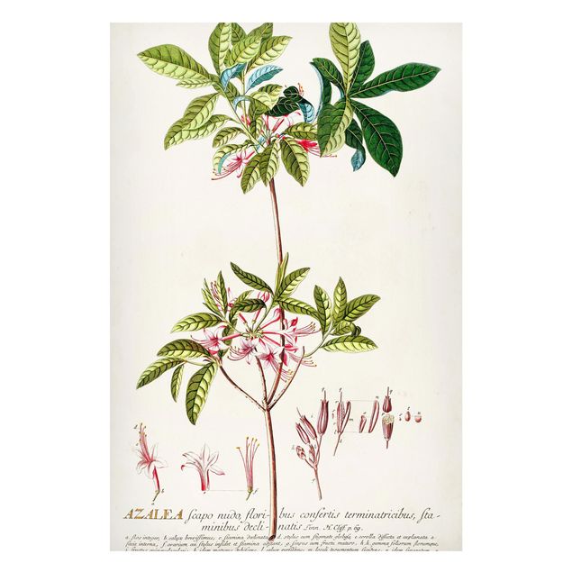 Obrazy do salonu Vintage Botanika Ilustracja Azalia