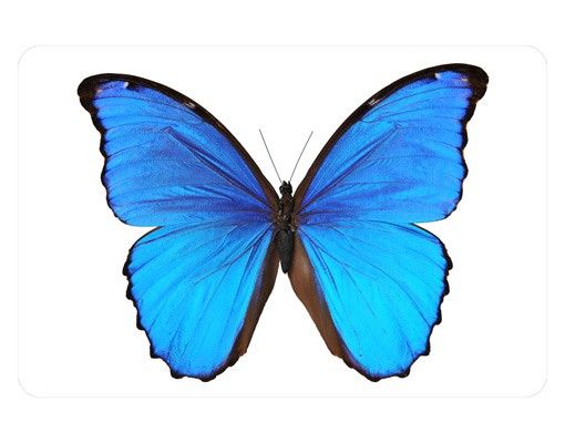 Folia okienna do salonu Motyl morfiny niebieskiej