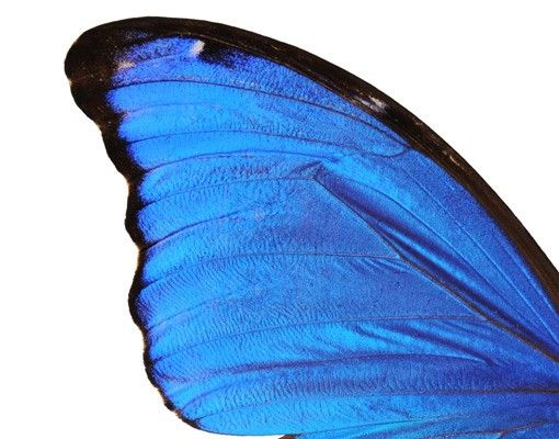 Dekoracja do kuchni Motyl morfiny niebieskiej