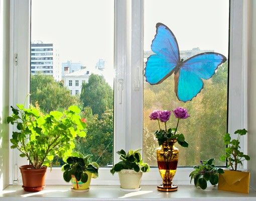 Folia okienna dla dzieci Motyl morfiny niebieskiej