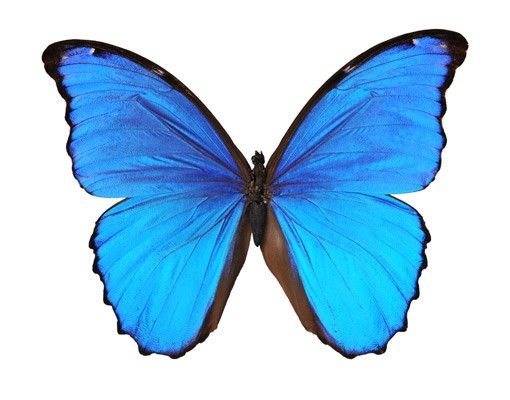 Kolorowa folia okienna Motyl morfiny niebieskiej