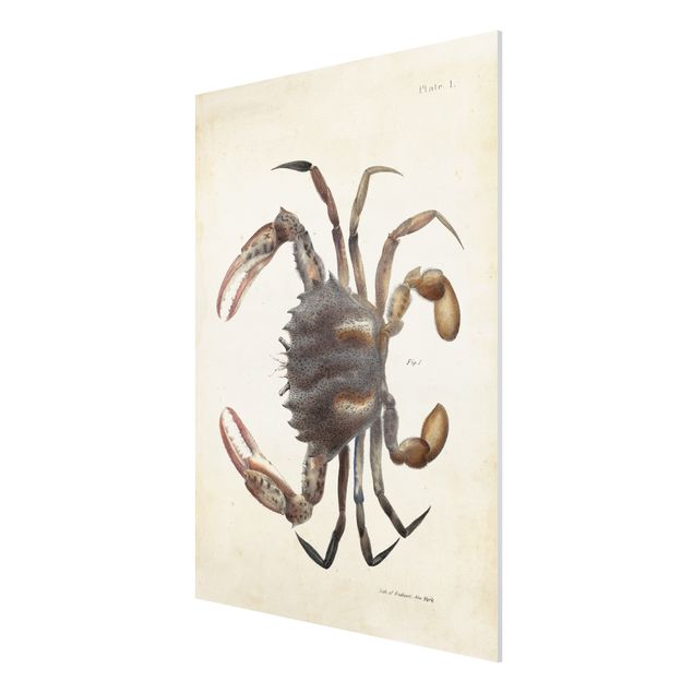 Obrazy zwierzęta Ilustracja w stylu vintage przedstawiająca kraba