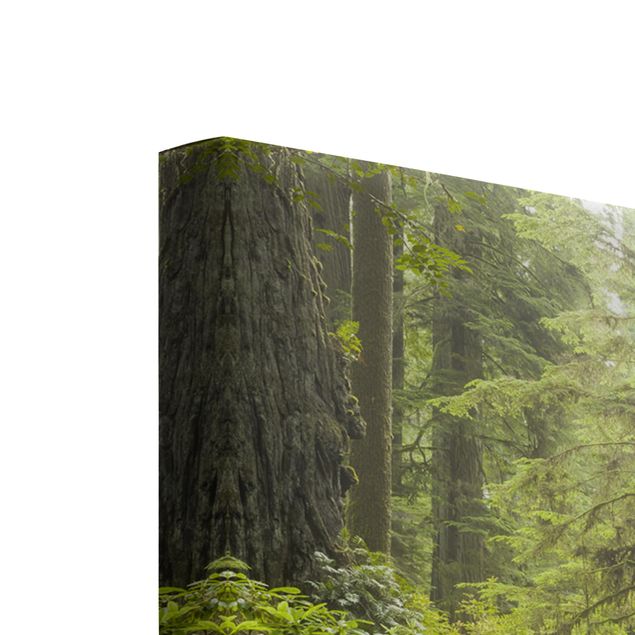 Rainer Mirau obrazy Del Norte Coast Redwoods State Park Kalifornia
