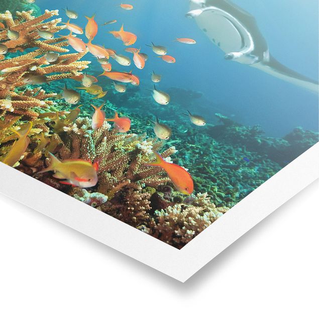 Obrazy ze zwierzętami Refa koralowa
