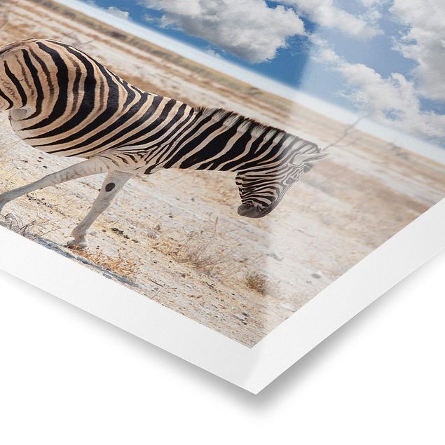 Obrazy zwierzęta Zebra na sawannie
