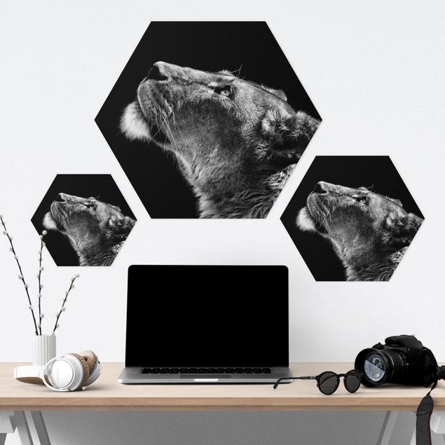 Obraz heksagonalny z Forex - Portret lwicy