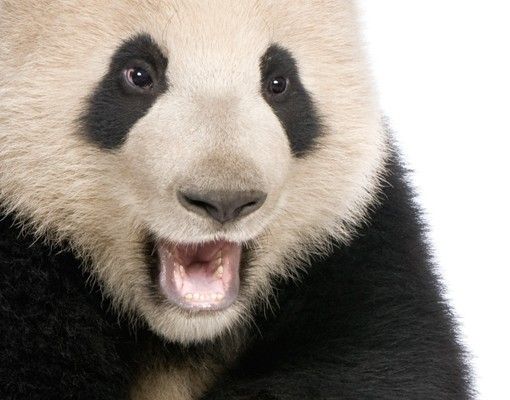 Naklejki na płytki Śmiejąca się panda