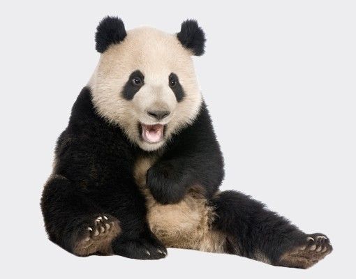 Kolorowa folia okienna Śmiejąca się panda