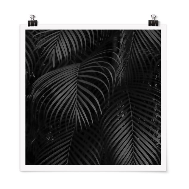 Obraz czarny Czarne liście palmy
