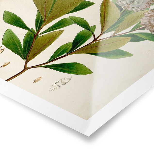 Obrazy retro Tablica poglądowa drzew liściastych V
