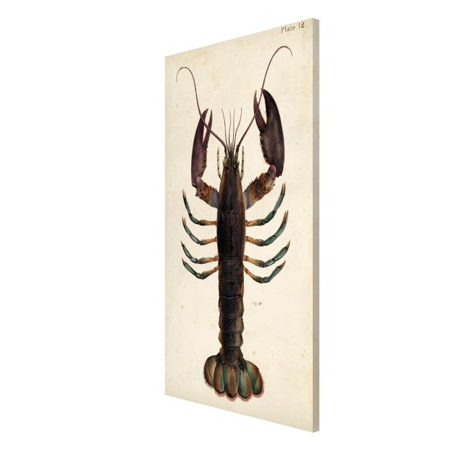 Obrazy ze zwierzętami Ilustracja homara w stylu vintage