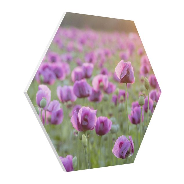 Obrazy nowoczesne Fioletowa łąka z makiem opium wiosną