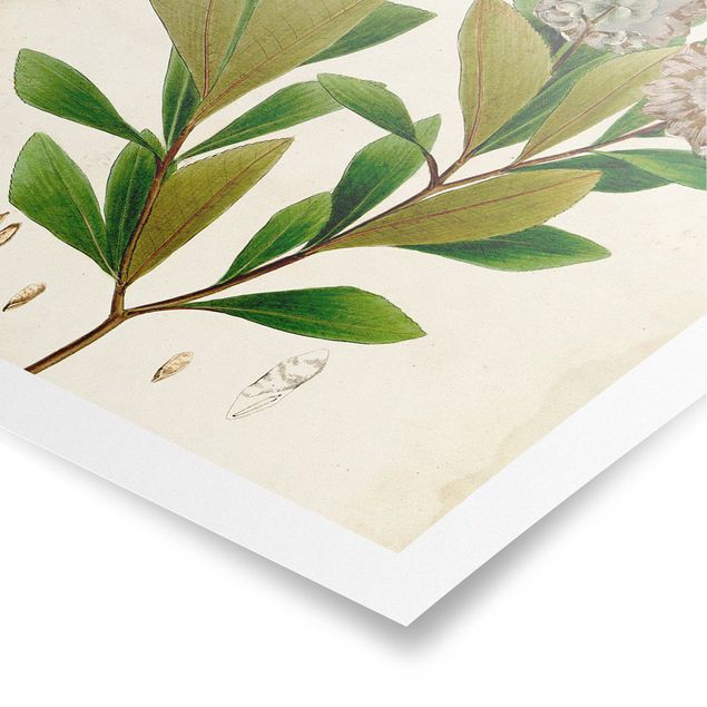 Obrazy vintage Tablica poglądowa drzew liściastych V