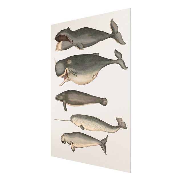 Obrazy ze zwierzętami Pięć wieloryby w stylu vintage