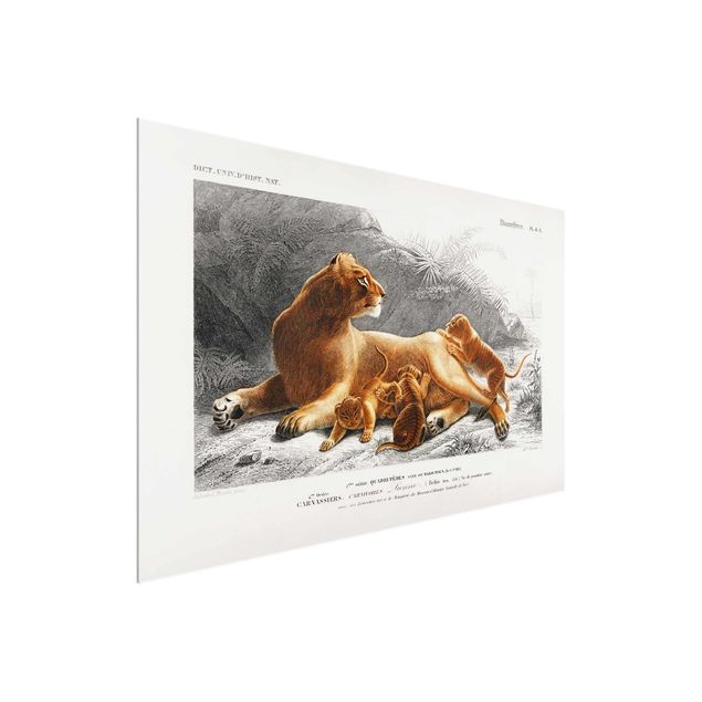 Obrazy na szkle krajobraz Tablica edukacyjna w stylu vintage Lwica z młodymi lwiątkami