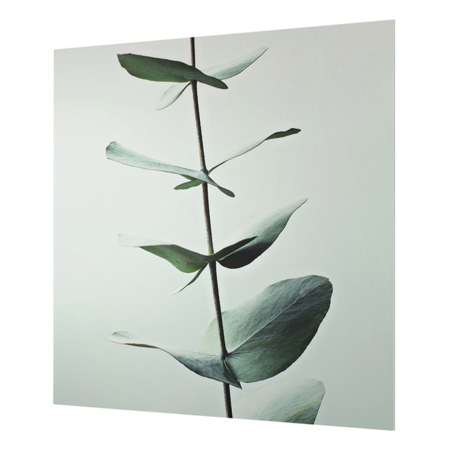 Panel szklany do kuchni - Symetryczna gałązka eukaliptusa