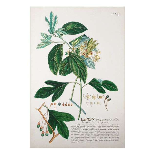 Obraz vintage Vintage Botanika Ilustracja Laurel
