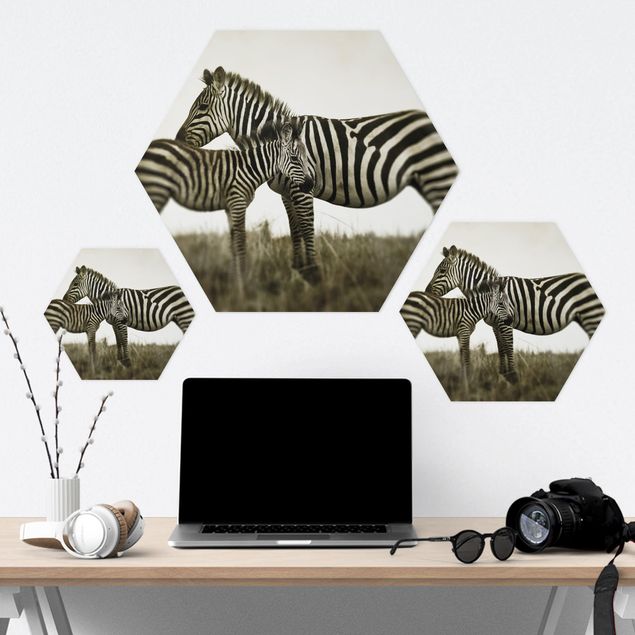 Obraz heksagonalny Para zebr