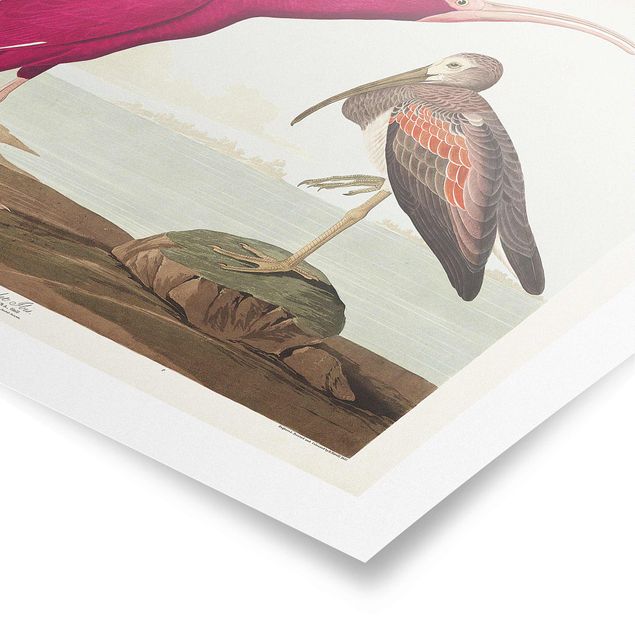 Obrazy zwierzęta Tablica edukacyjna w stylu vintage Czerwony Ibis