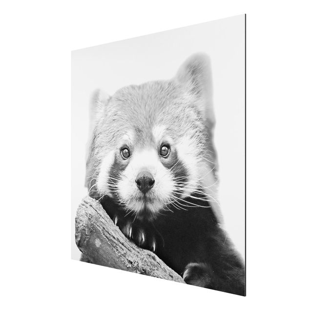 Obrazy ze zwierzętami Panda czerwona w czerni i bieli