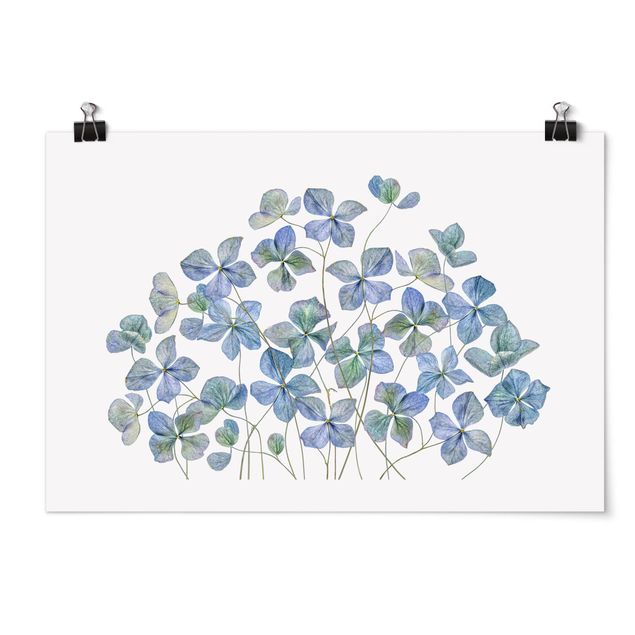 Niebieskie obrazy Błękitne kwiaty hortensji