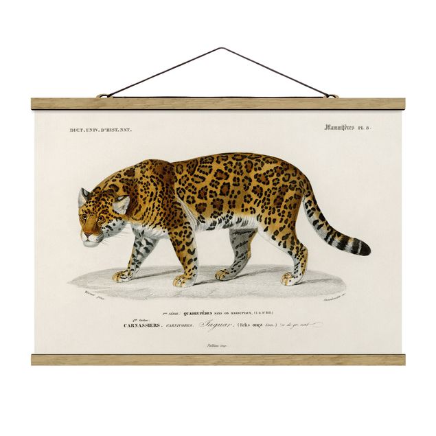 Obrazy ze zwierzętami Tablica edukacyjna w stylu vintage Jaguar