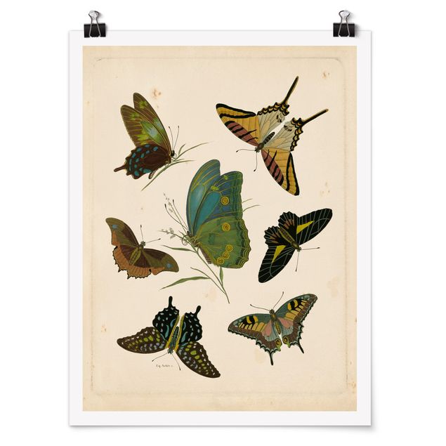Obrazy ze zwierzętami Ilustracja w stylu vintage Motyle egzotyczne