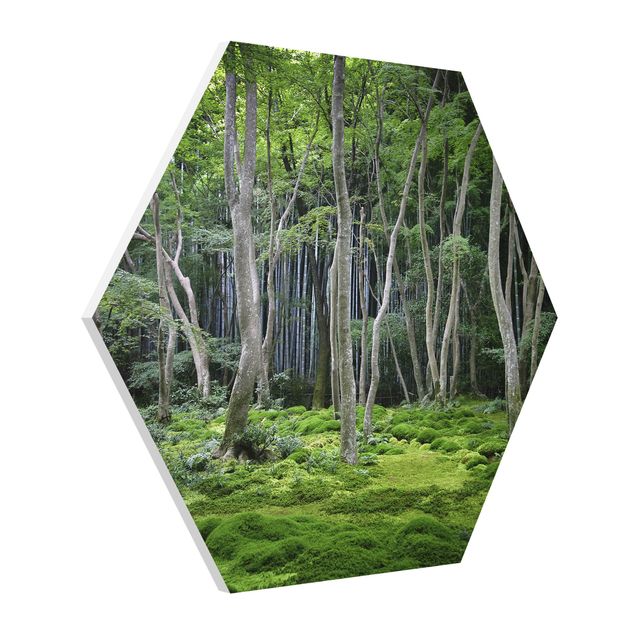 Drzewo obraz Las japoński