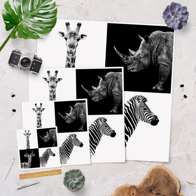 Czarno białe obrazki Kwartet Safari