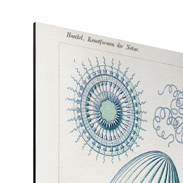 Obrazy retro Tablica edukacyjna w stylu vintage Meduza w kolorze niebieskim