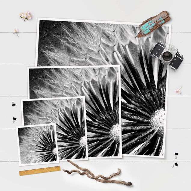 Obrazy kwiatowe Dandelion czarno-biały