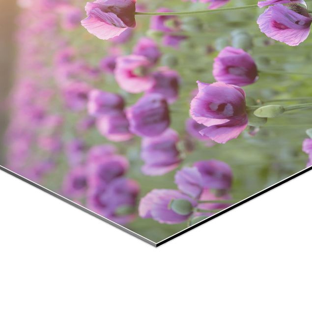 Obraz heksagonalny Fioletowa łąka z makiem opium wiosną