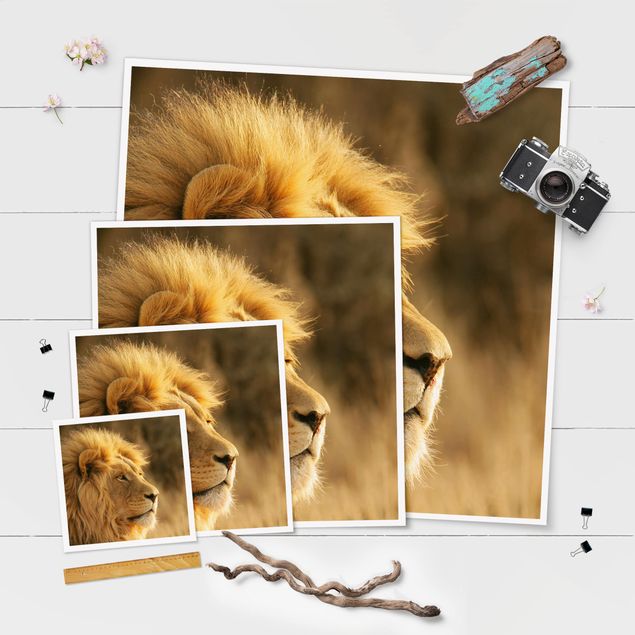 Obraz brązowy Król lew