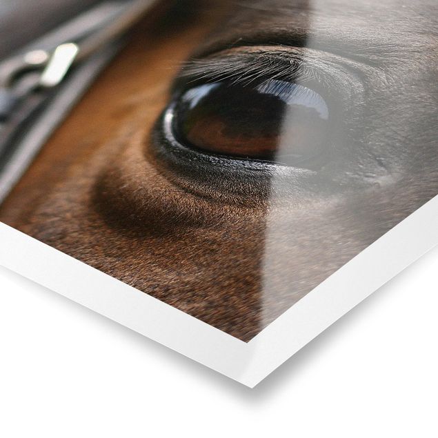 Plakat o zwierzętach Horse Eye Nr 3