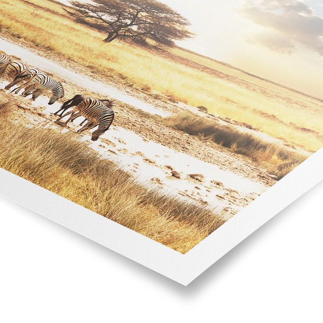Obrazy krajobraz Życie zebr