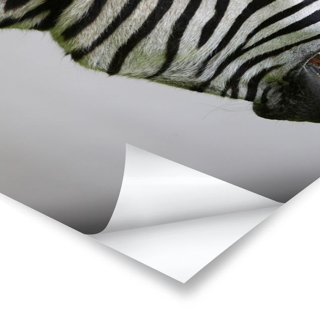 Plakat o zwierzętach Rycząca Zebra