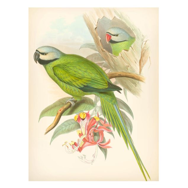 Obrazy do salonu Ilustracja w stylu vintage Ptaki tropikalne II