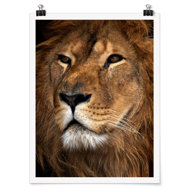 Obrazy zwierzęta Widok lwa