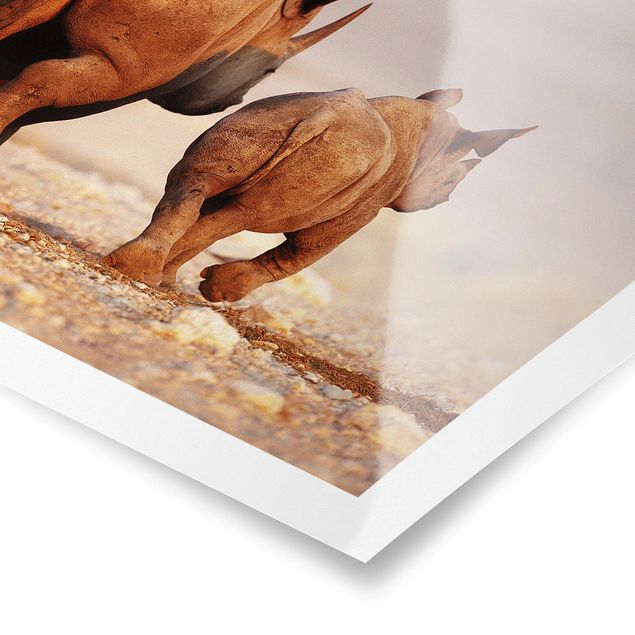 Plakaty zwierzęta Wędrujące nosorożce
