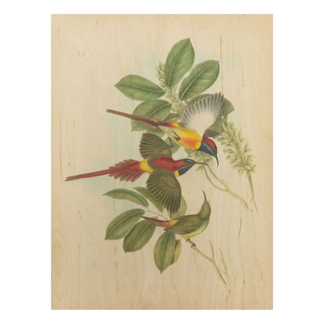 Obrazy na ścianę Ilustracja w stylu vintage Ptaki tropikalne III