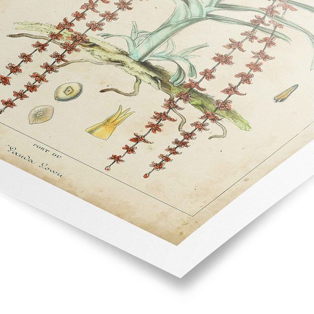 Obrazy kwiatowe Tablica edukacyjna w stylu vintage Palmy egzotyczne IV