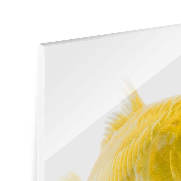 Panel szklany do kuchni - Żółta rybka