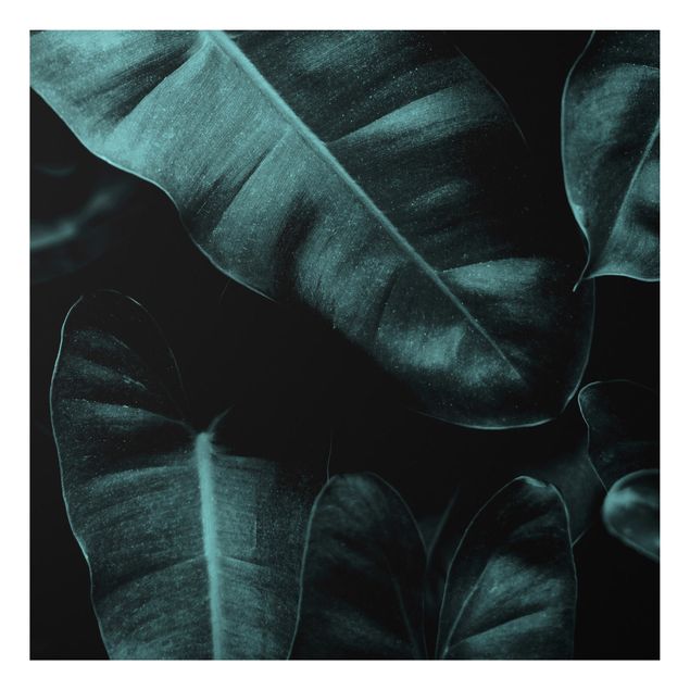Obrazy do salonu nowoczesne Liście dżungli ciemnozielone