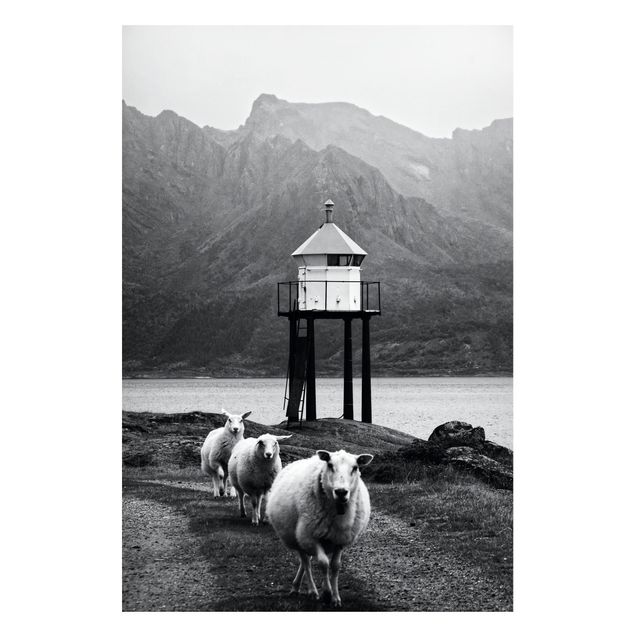 Nowoczesne obrazy do salonu Trzy owce na Lofotach