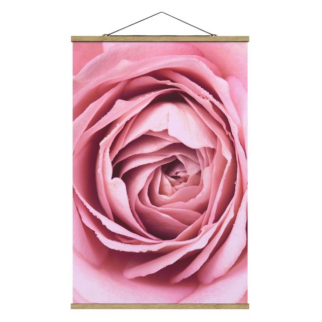 Różowy obraz Różowy kwiat róży