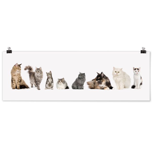 Obrazy koty Gang kotów