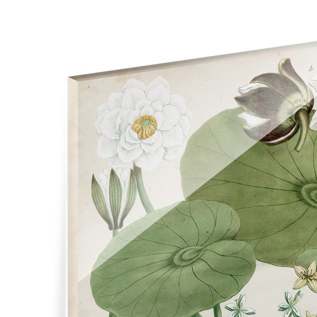 Panel szklany do kuchni - Ilustracja w stylu vintage Biała lilia wodna