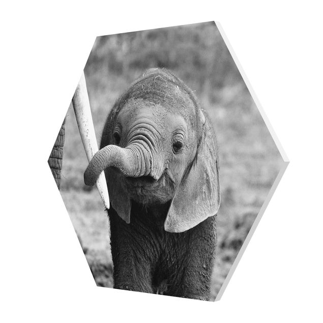 Czarno białe obrazki Baby słoń