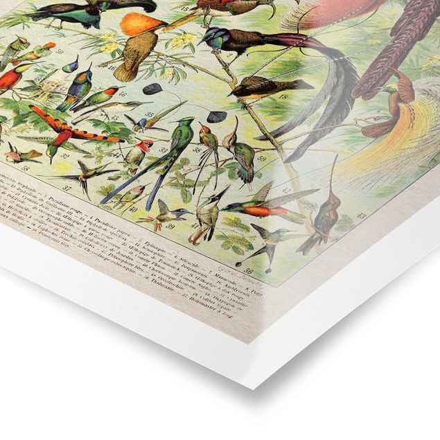 Obraz kolorowy Tablica edukacyjna w stylu vintage Rajskie ptaki
