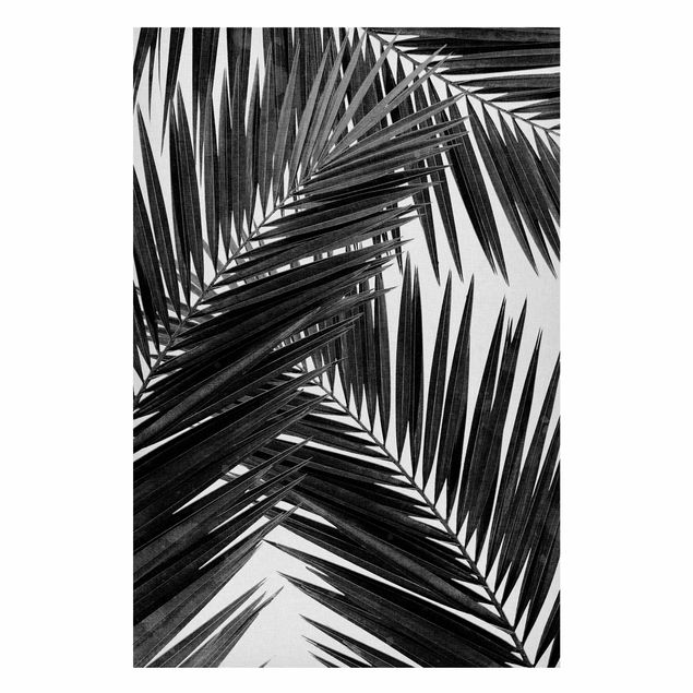 Obrazy do salonu nowoczesne Widok na liście palmy, czarno-biały